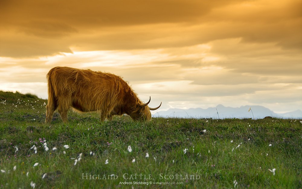 Scotland-D200-080730-266.jpg