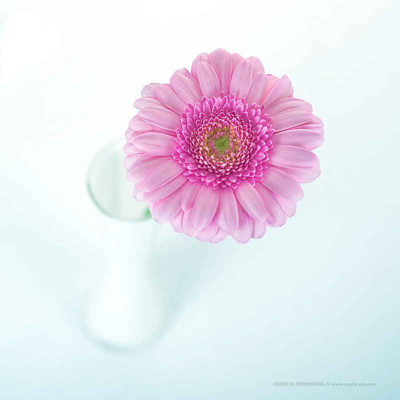 Floral-130422-002.jpg