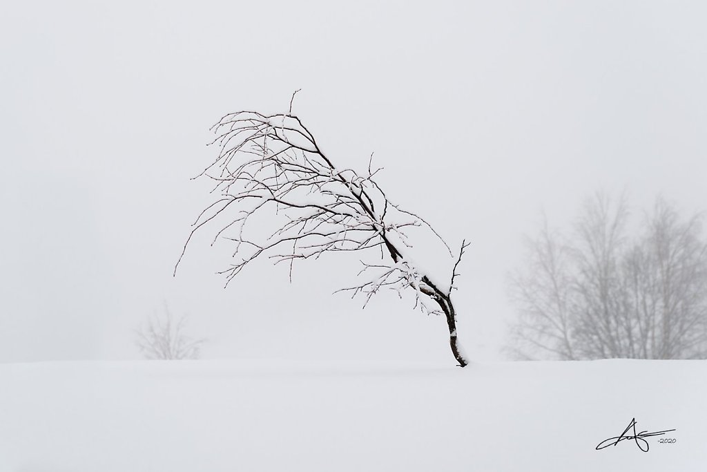 Nature-200128-031.jpg