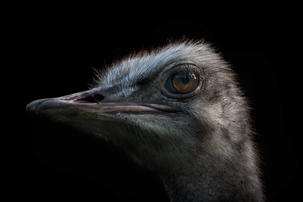 Ostrich-200808-016.jpg