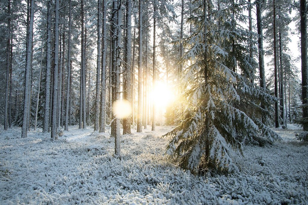 Nature-201119-141.jpg