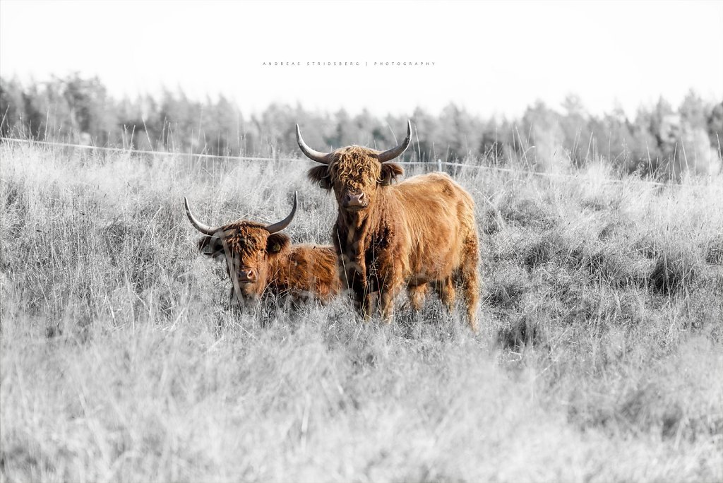 HighlandCattle-201010.jpg