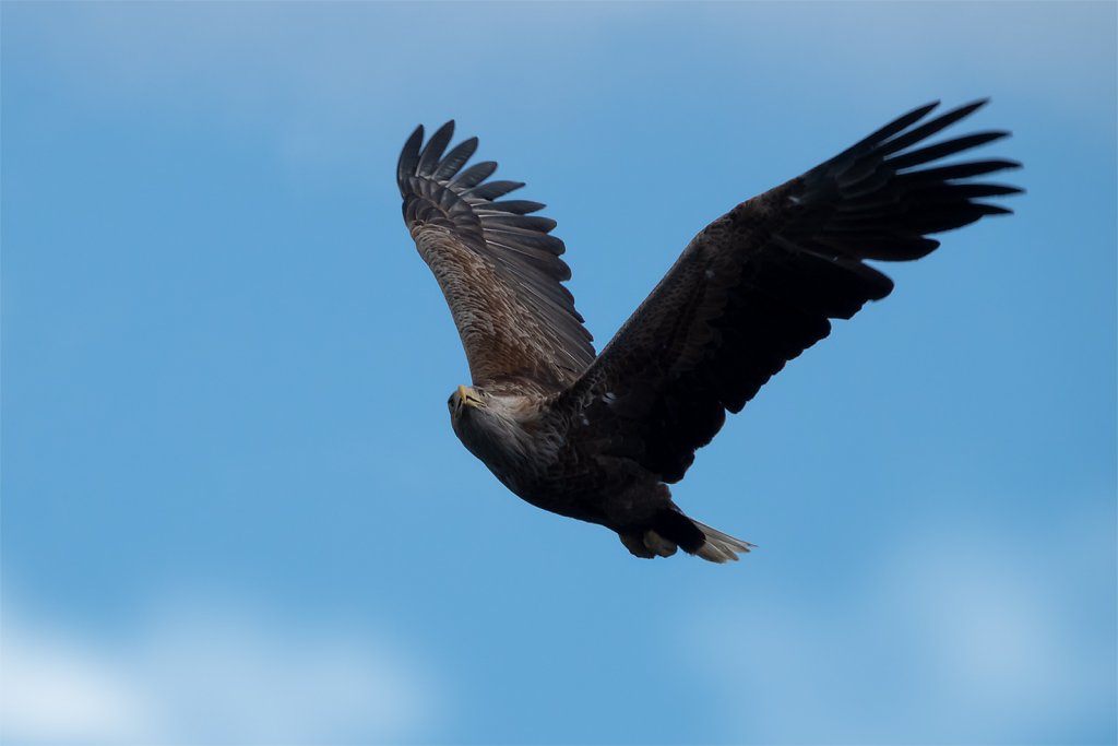 Lofoten-240510-268-1.jpg