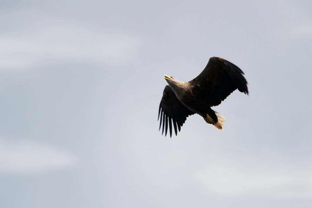 Lofoten-240510-285-1.jpg