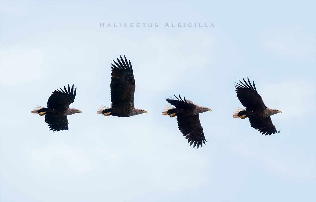 Lofoten-240510-309-1.jpg