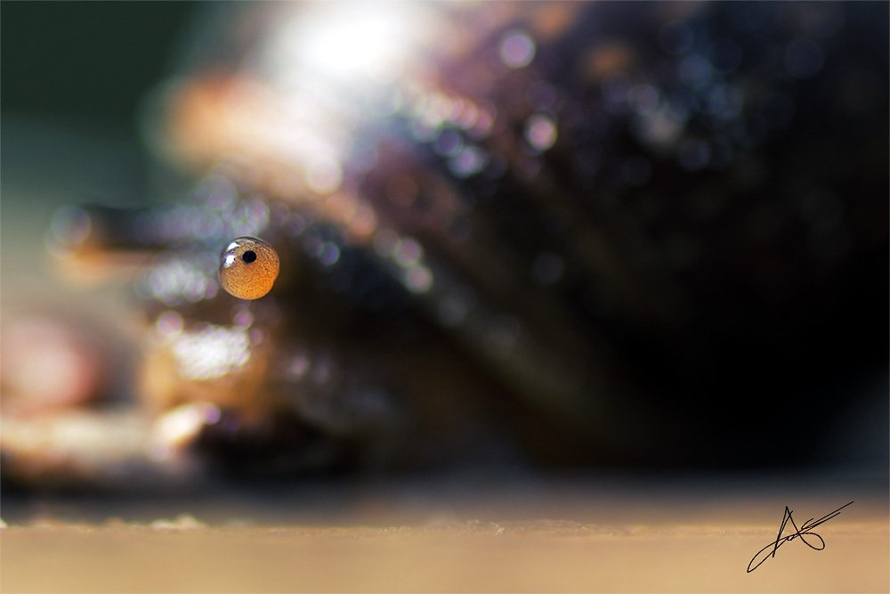 Macro-130520-003.jpg