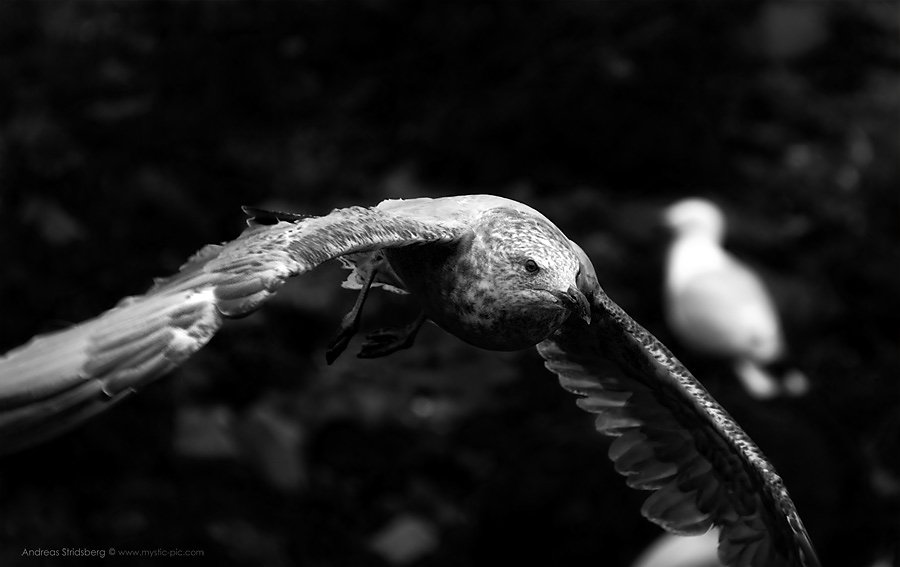 Scotland-D200-080729-137.jpg