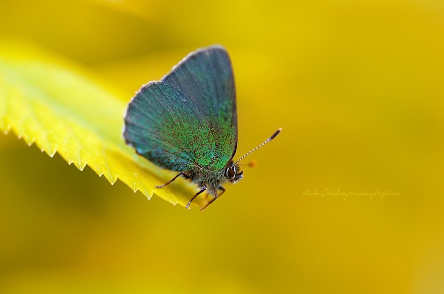 Macro-100613-022.jpg