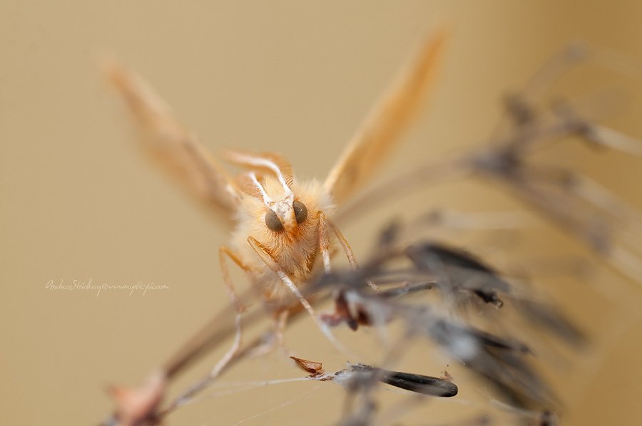 Macro-100909-007.jpg