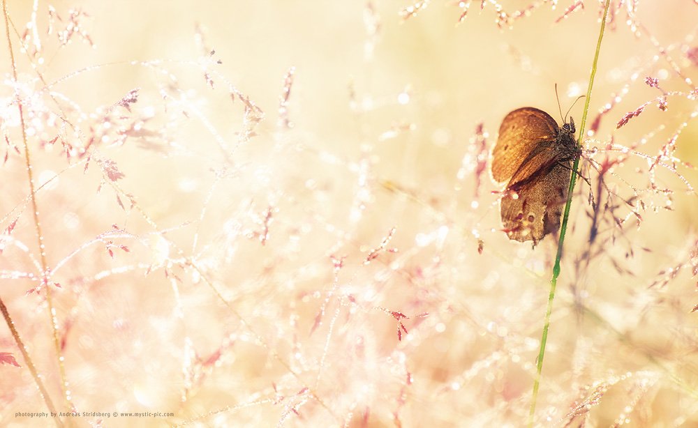 Macro-110711-006.jpg