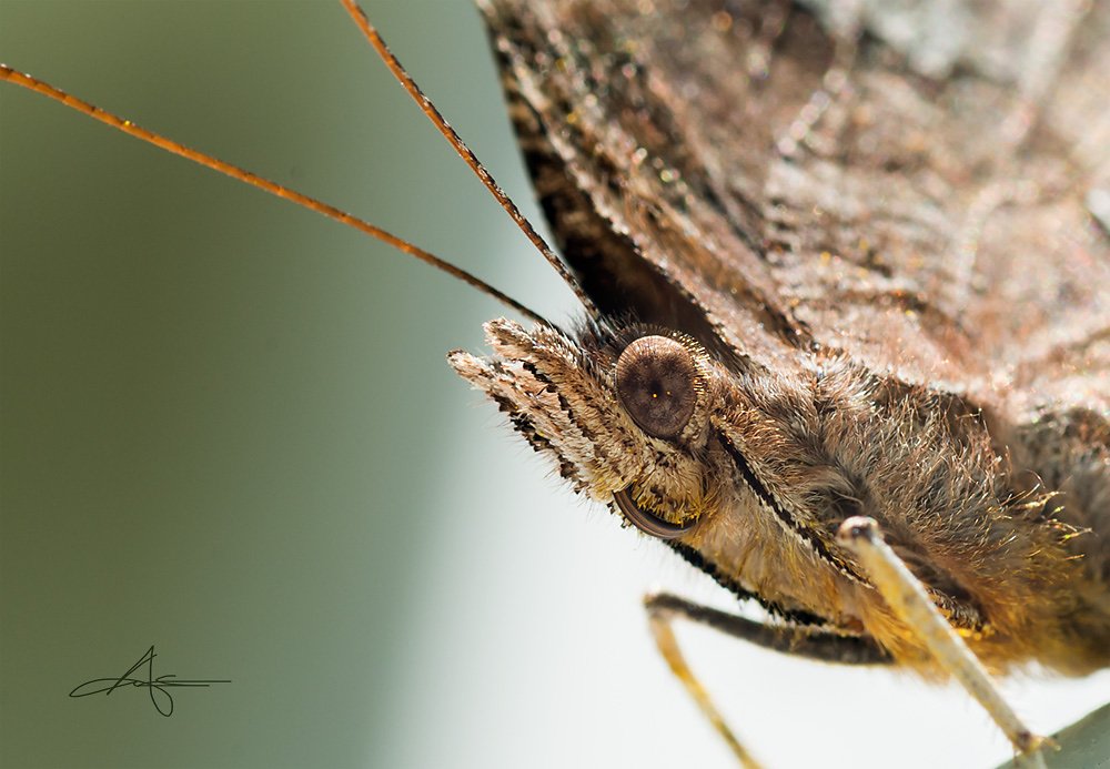 Macro-140521-026.jpg