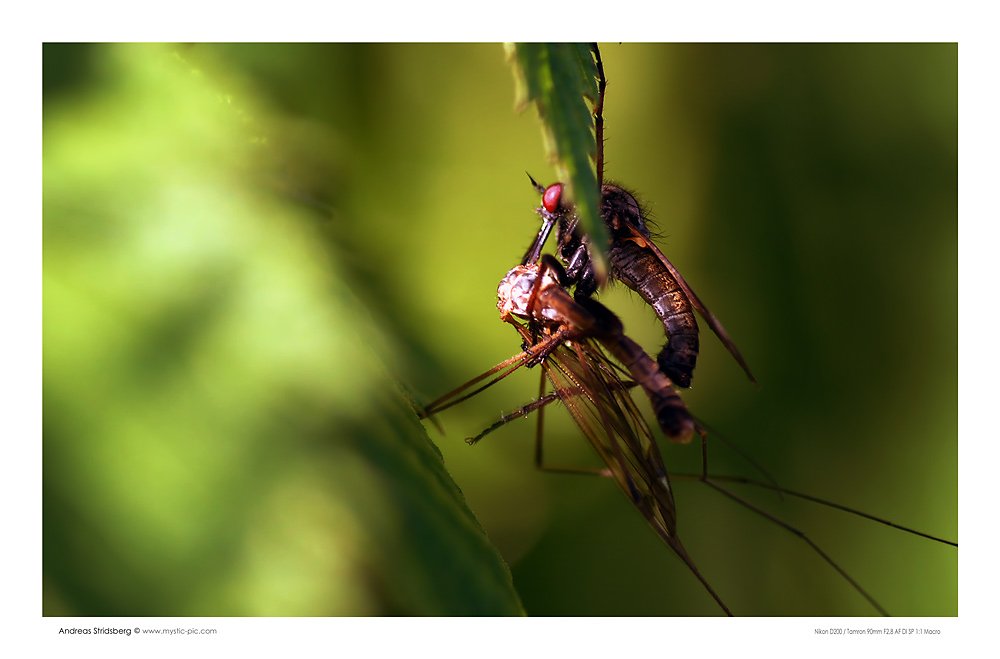 bug-sex.jpg