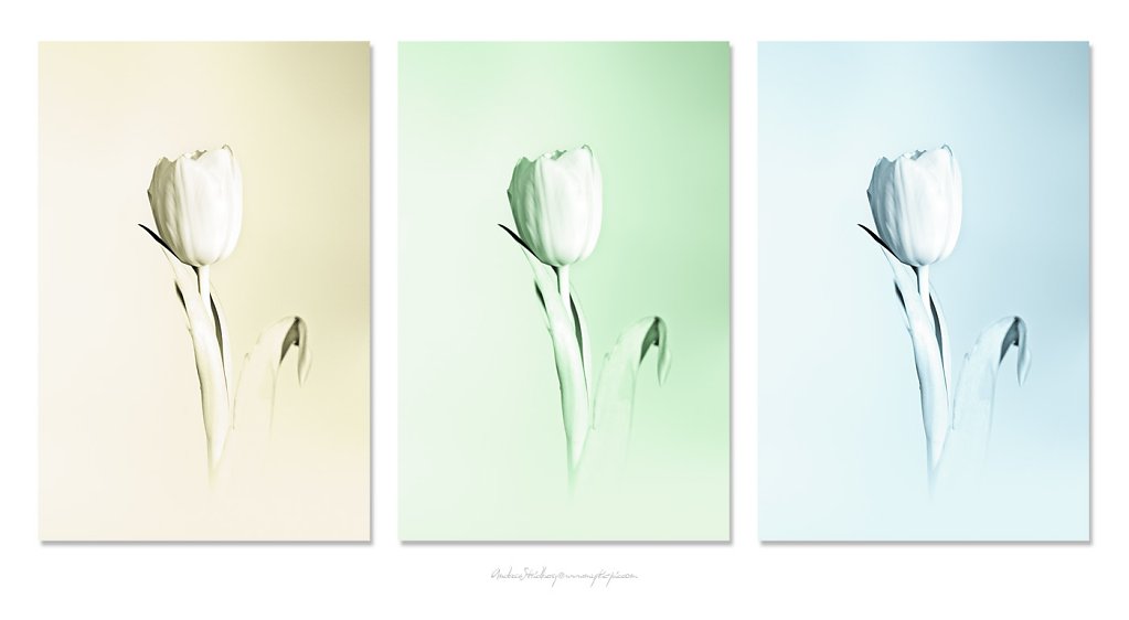 Floral-100213-005-trio.jpg