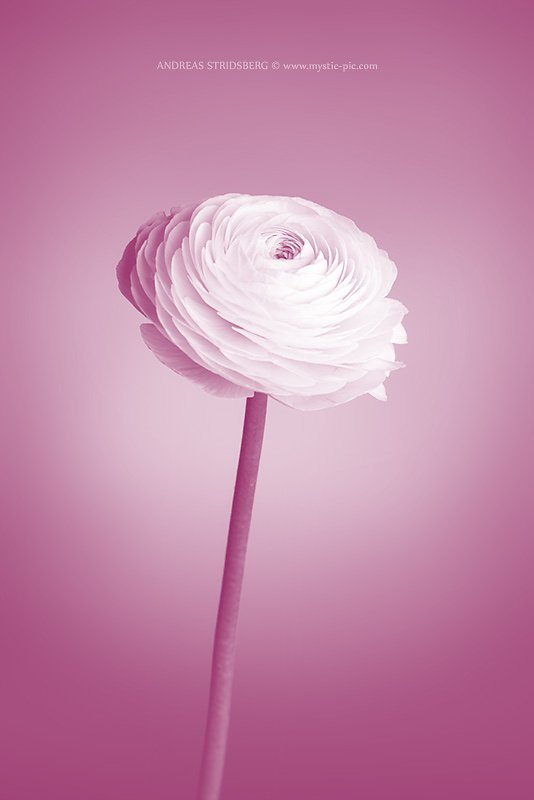 Floral-140307-040-2.jpg