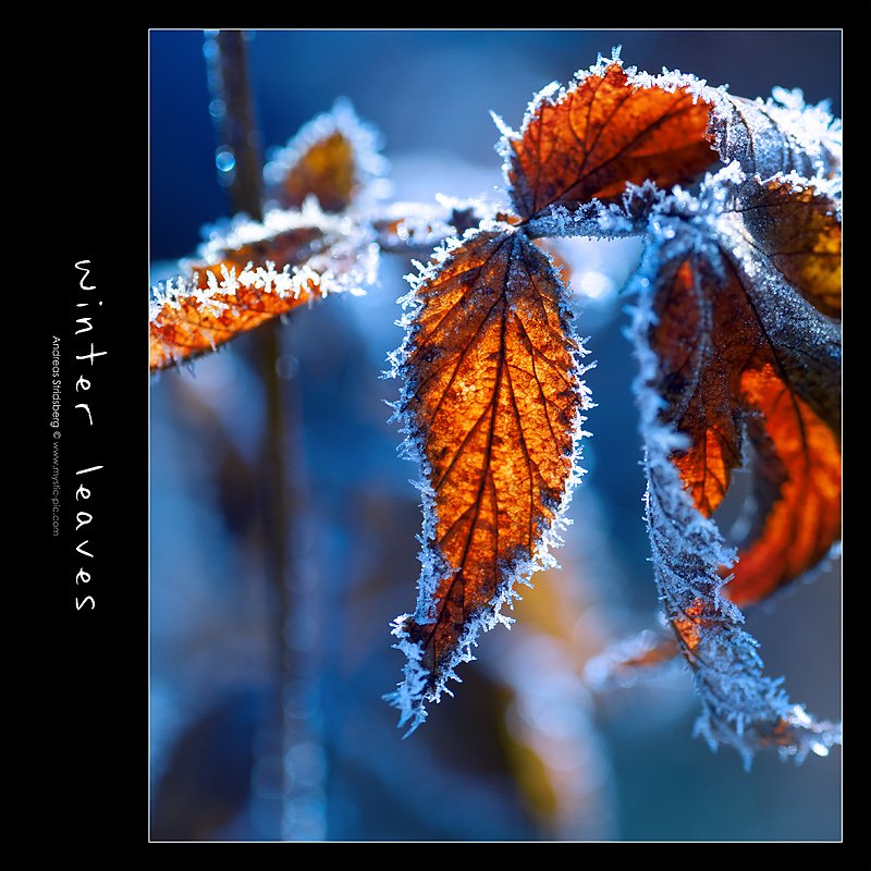 Frost-081106-017.jpg