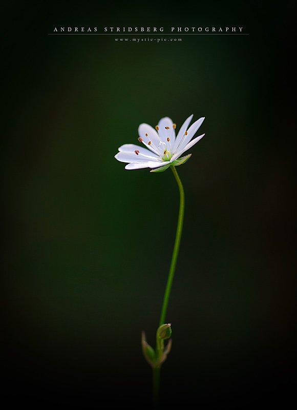 vit-blomma.jpg