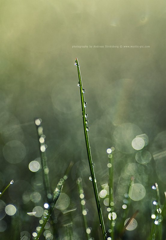 Dew-110507-004.jpg