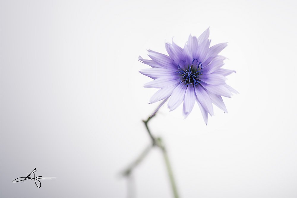 Floral-140727-019.jpg