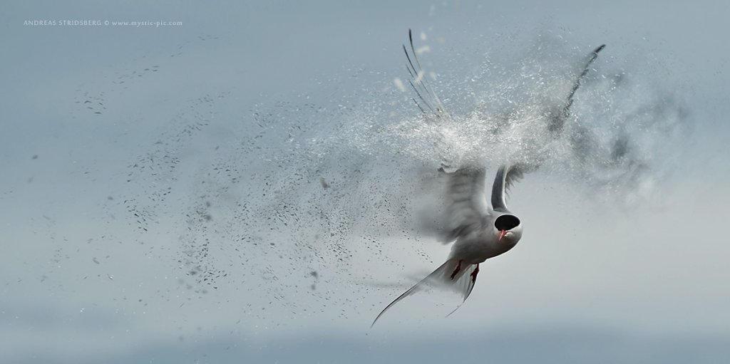 Arctic-tern.jpg