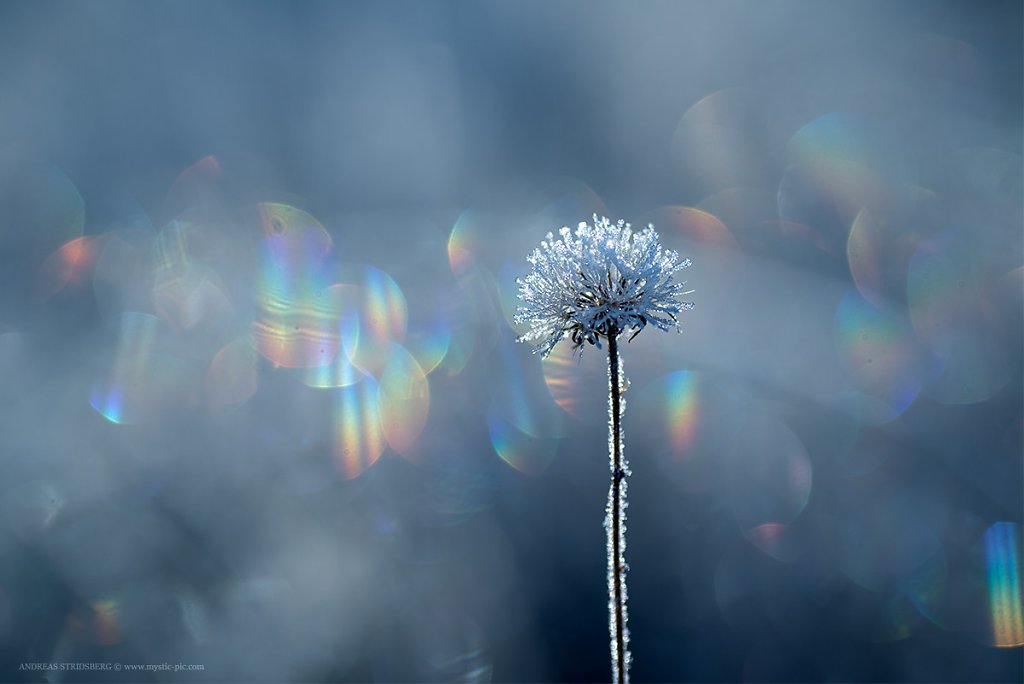 Frost-161012-021.jpg