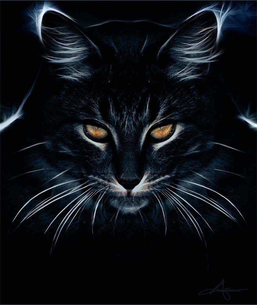 BadCat.jpg