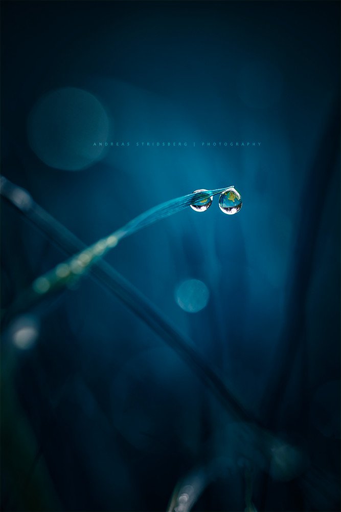 Macro-140920-041.jpg