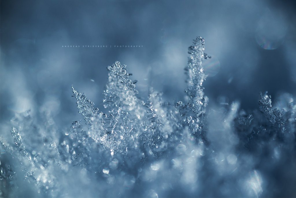 Macro-160201-039.jpg