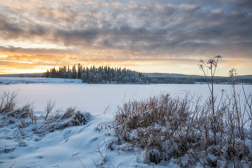 Nature-170113-005.jpg