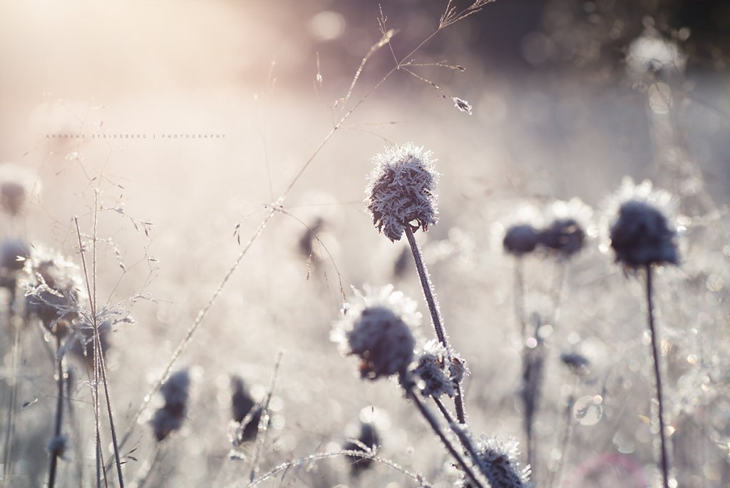 Frost-171104-008.jpg