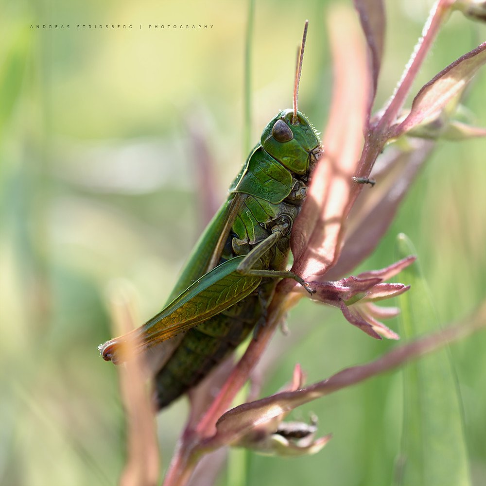 Bugs
