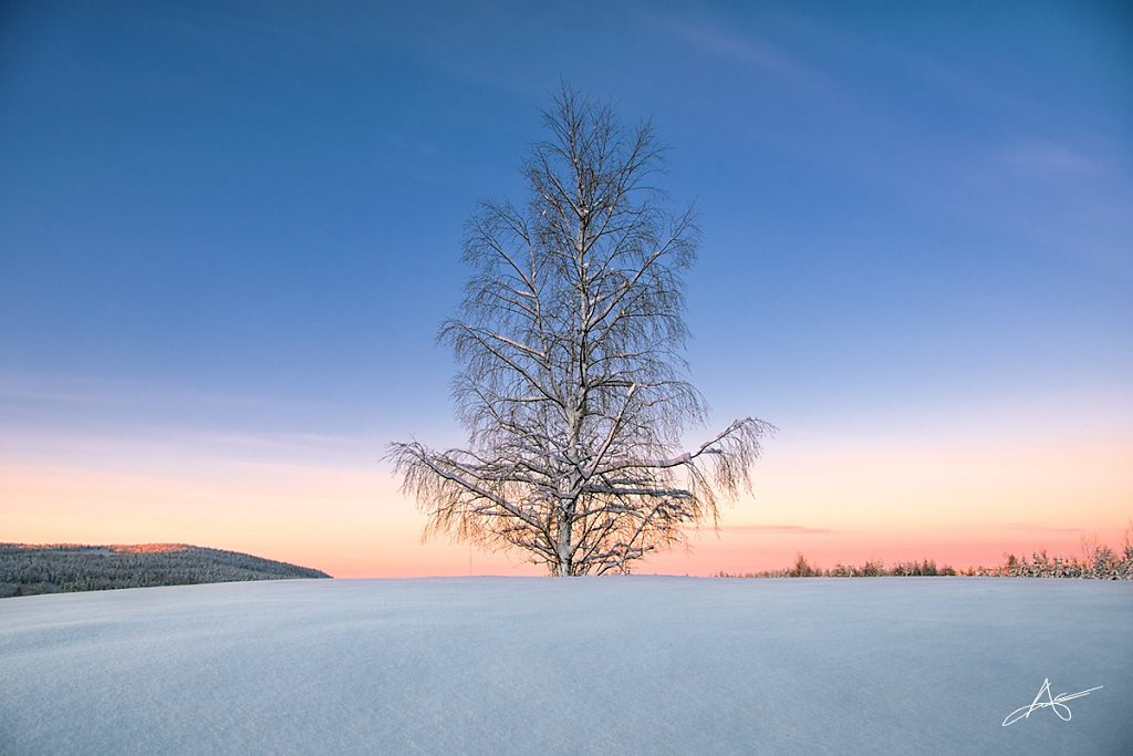 Nature-171214-D500-060.jpg