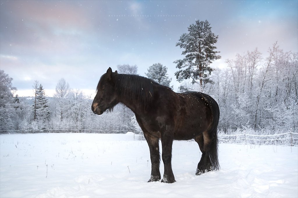 Horses-181218-029.jpg