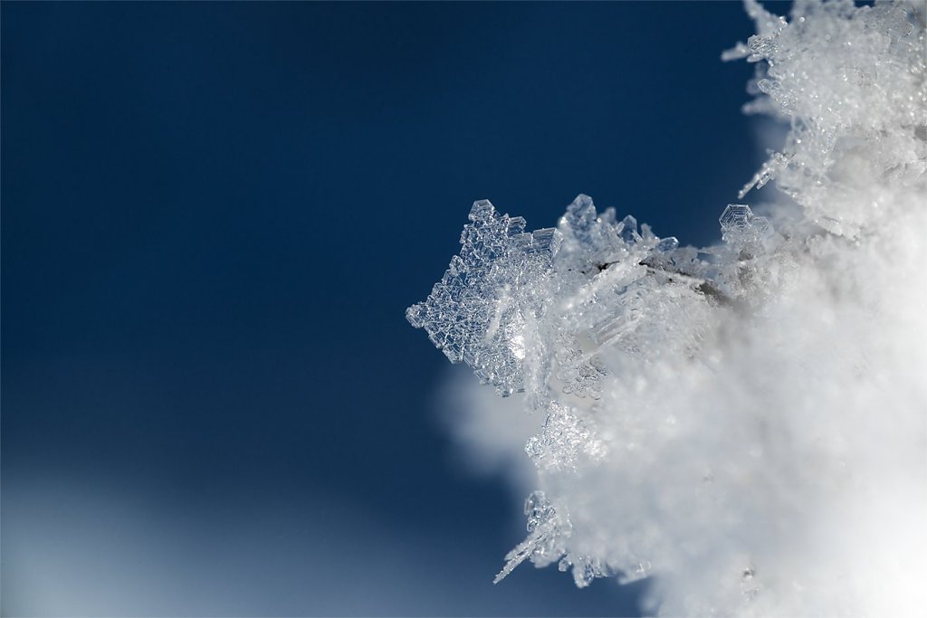 Macro-160201-025.jpg