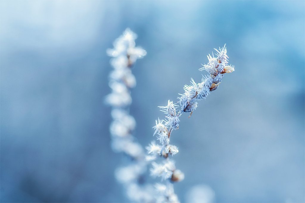 Macro-160424-021.jpg