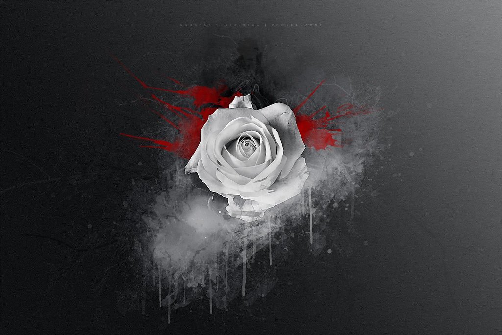 white-rose.jpg
