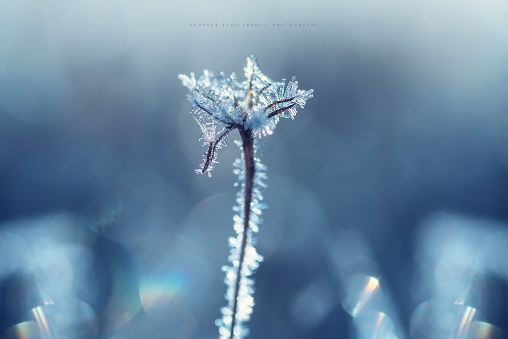 Frost-171104-070.jpg