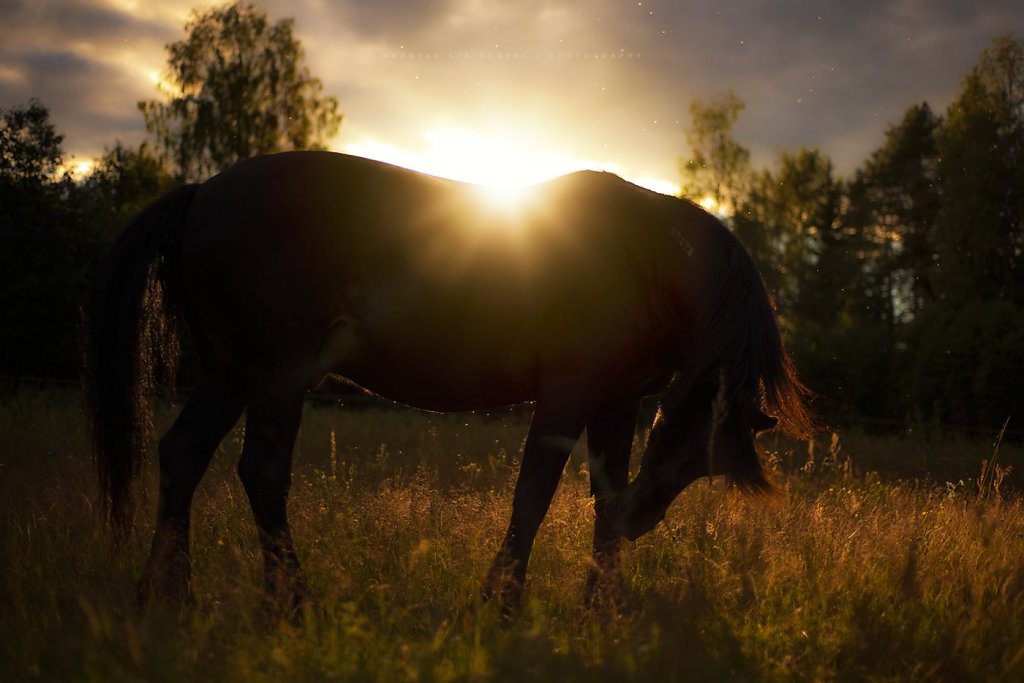 Animals