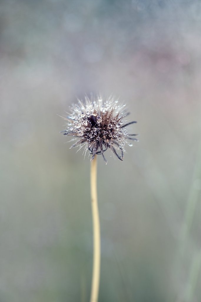 Macro-170816-016.jpg