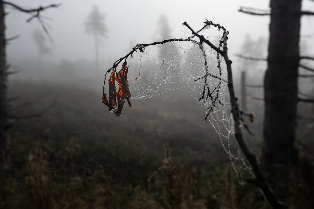 Nature-210910-006.jpg