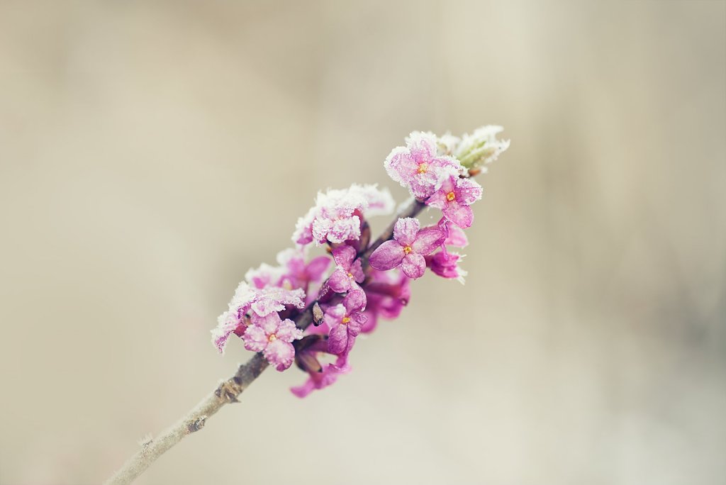Macro-160424-008.jpg