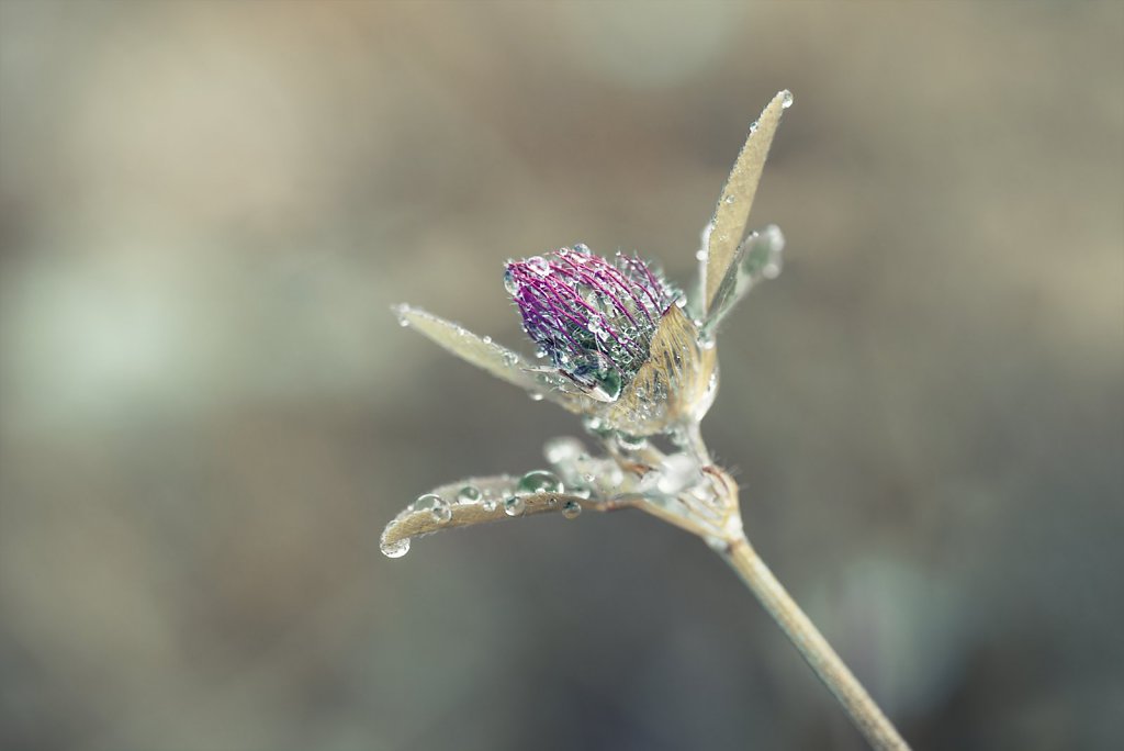 Macro-170816-021.jpg