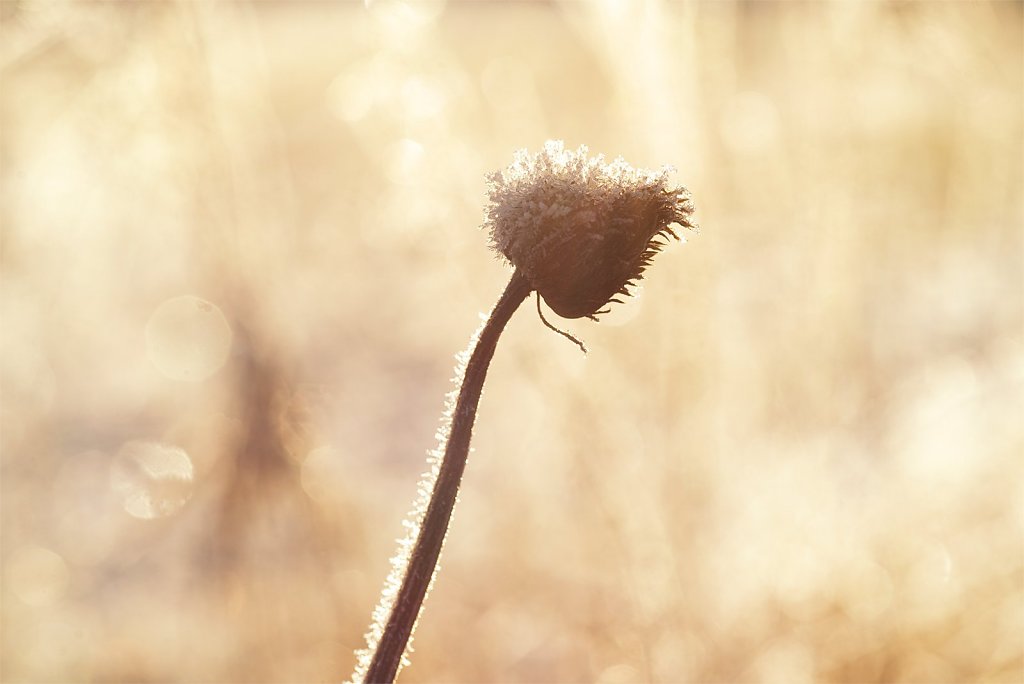 Nature-211113-018.jpg