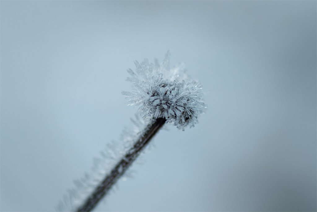 Nature-211113-027.jpg