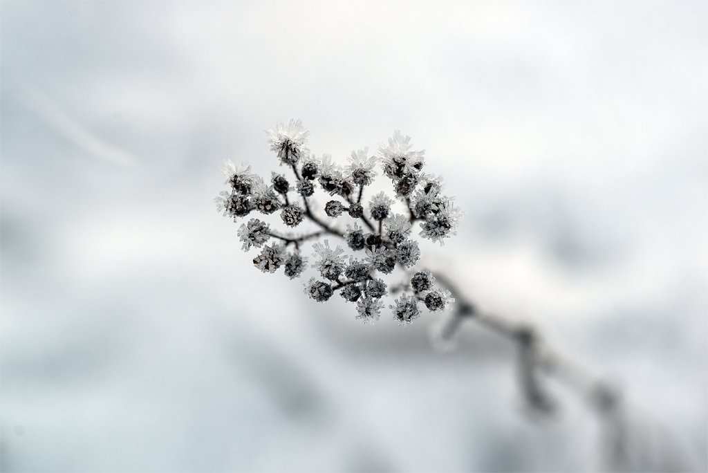 Nature-211113-029.jpg