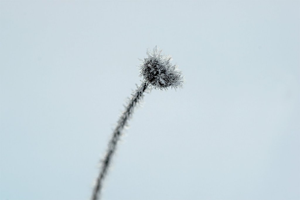 Nature-211113-031.jpg