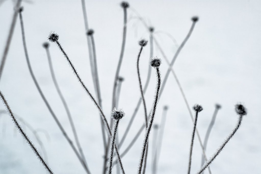 Nature-211113-034.jpg